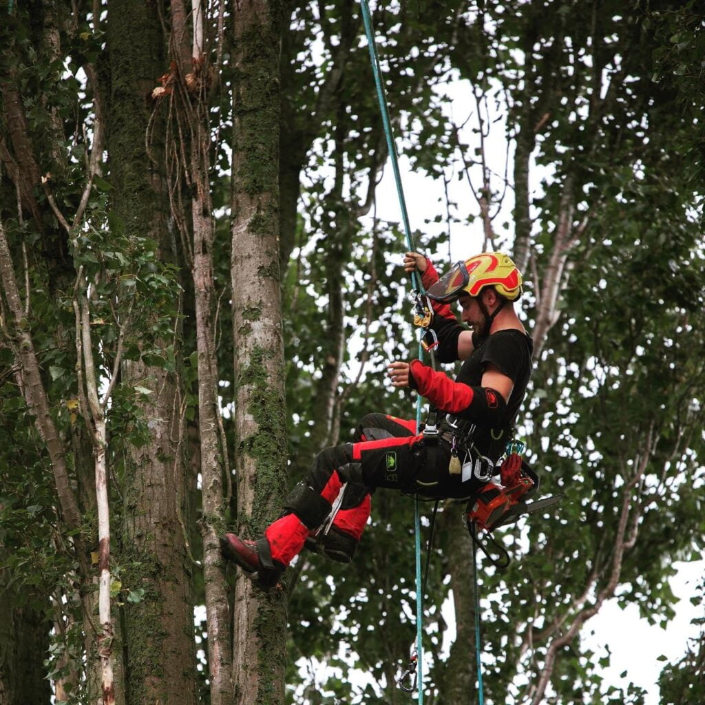 Bienvenue sur le nouveau site d’Arbre & Symbiose