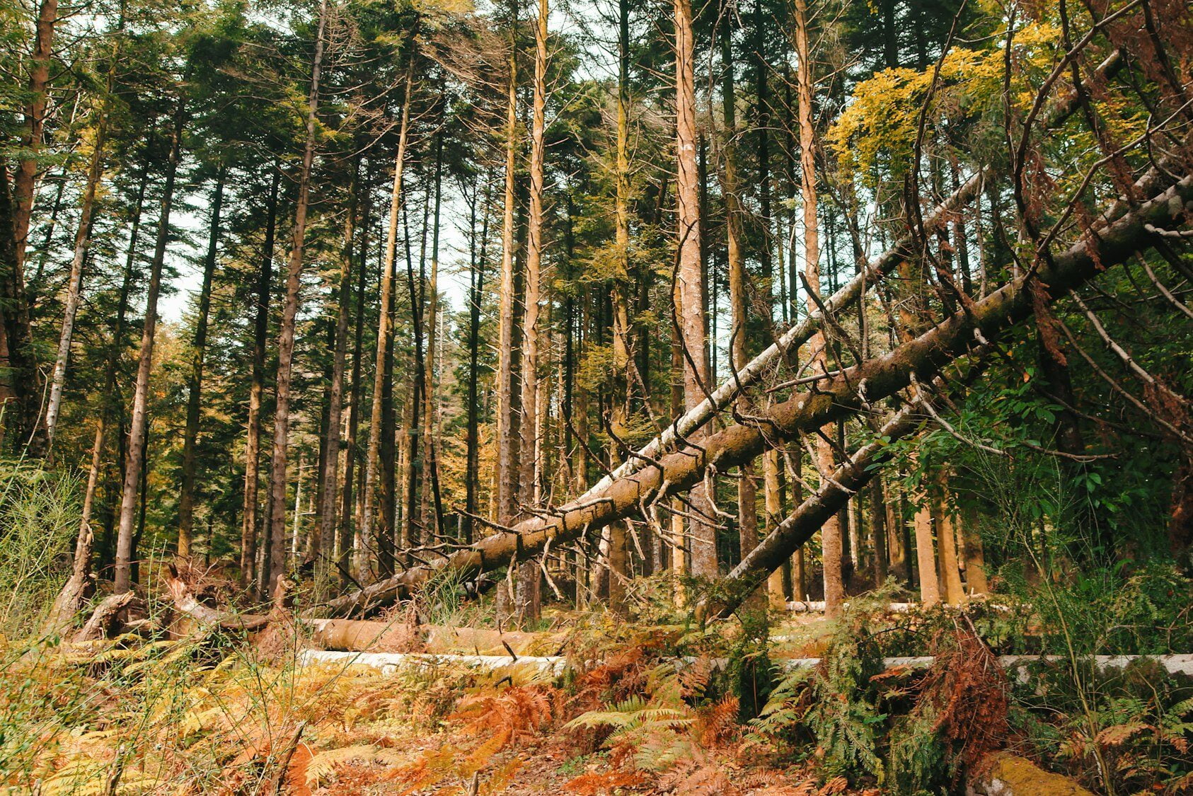 Tree fallen in the mountains due to disease, uprooted roots
